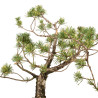 Pinus sylvestris - B5222
