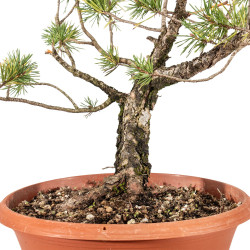 Pinus sylvestris - B5222