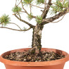 Pinus sylvestris - B5222