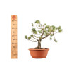 Pinus sylvestris - B5222