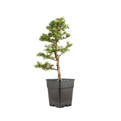 Larix decidua - B5230