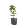 Larix decidua - B5230