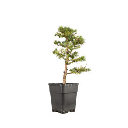 Larix decidua - B5230