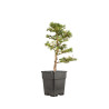Larix decidua - B5230