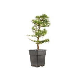 Larix decidua - B5230