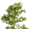 Larix decidua - B5230