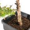Larix decidua - B5230