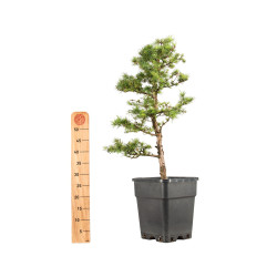 Larix decidua - B5230