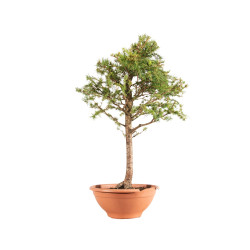 Larix decidua - B5231