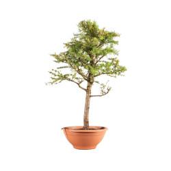 Larix decidua - B5231