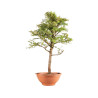 Larix decidua - B5231