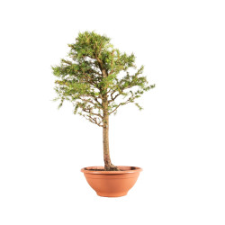 Larix decidua - B5231