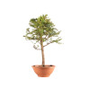 Larix decidua - B5231