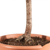 Larix decidua - B5231