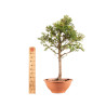 Larix decidua - B5231