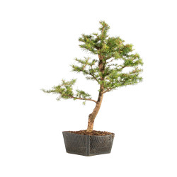 Larix decidua - B5232