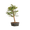 Larix decidua - B5232