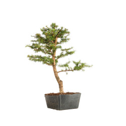 Larix decidua - B5232