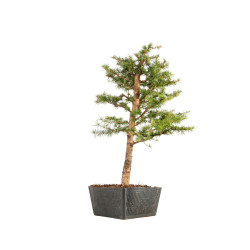 Larix decidua - B5232