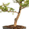 Larix decidua - B5232