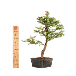Larix decidua - B5232