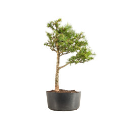 Larix decidua - B5233