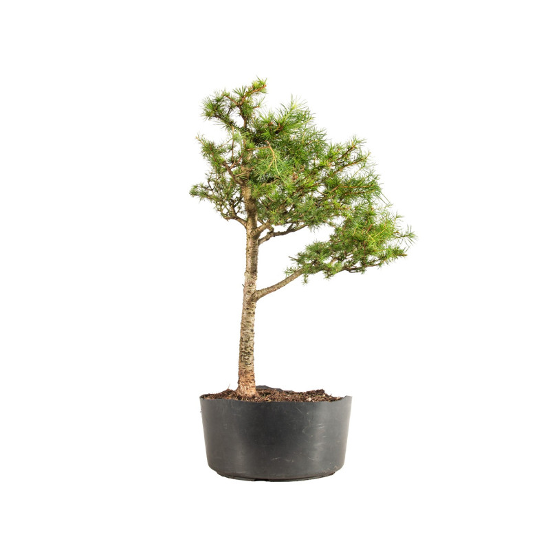 Larix decidua - B5233