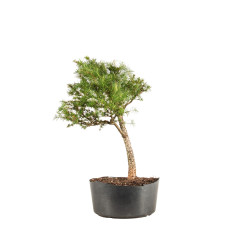 Larix decidua - B5233