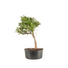 Larix decidua - B5233