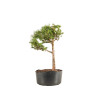 Larix decidua - B5233