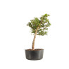 Larix decidua - B5233