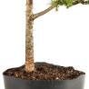 Larix decidua - B5233