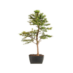 Larix decidua - B5234
