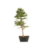 Larix decidua - B5234