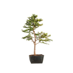 Larix decidua - B5234