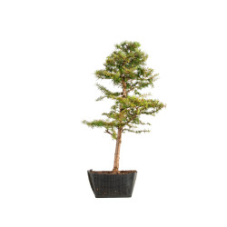 Larix decidua - B5234
