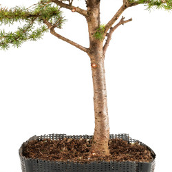 Larix decidua - B5234
