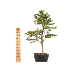 Larix decidua - B5234