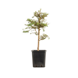 Larix decidua - B5235