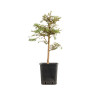 Larix decidua - B5235