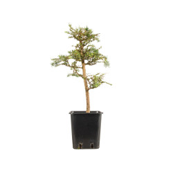 Larix decidua - B5235