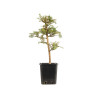 Larix decidua - B5235