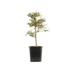 Larix decidua - B5235