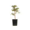 Larix decidua - B5235