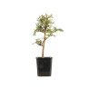 Larix decidua - B5235