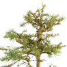 Larix decidua - B5235