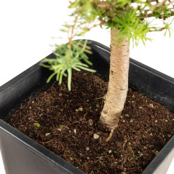 Larix decidua - B5235