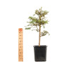 Larix decidua - B5235