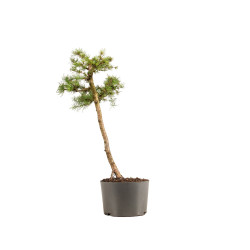 Larix decidua - B5236