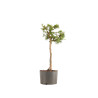 Larix decidua - B5236